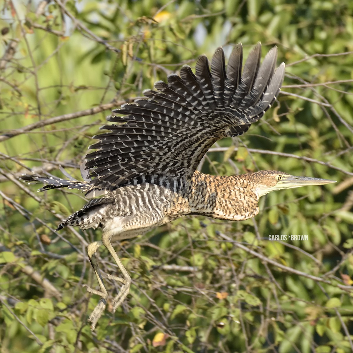 Bare-throated Tiger-Heron - ML155983311