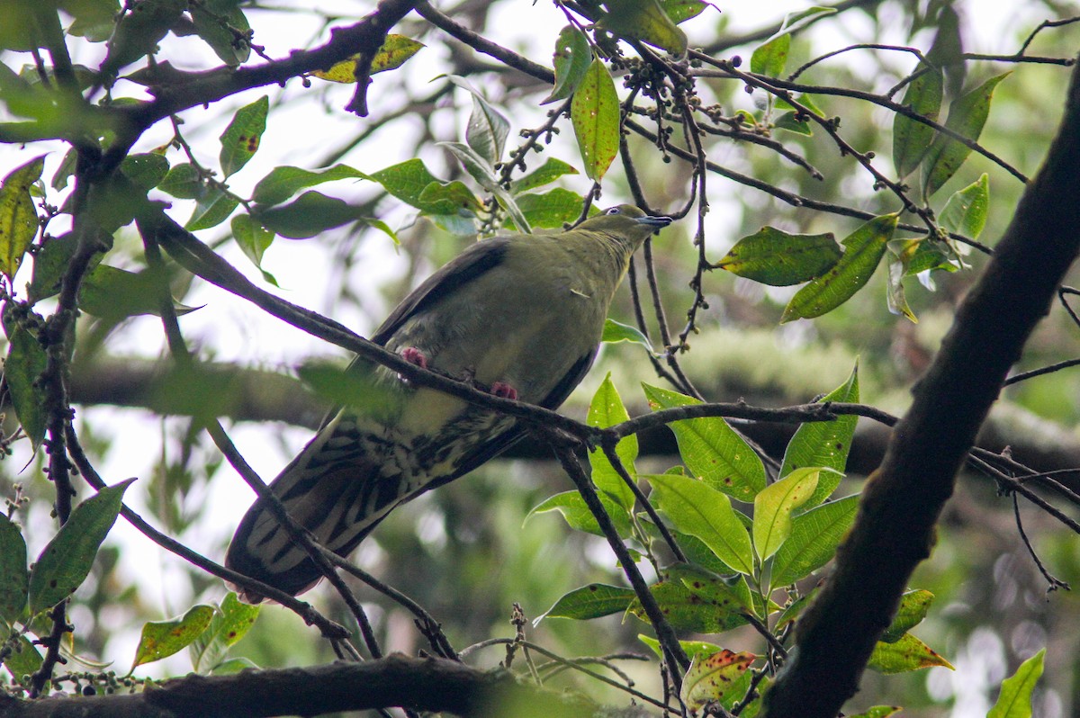 Wedge-tailed Green-Pigeon - ML155983321