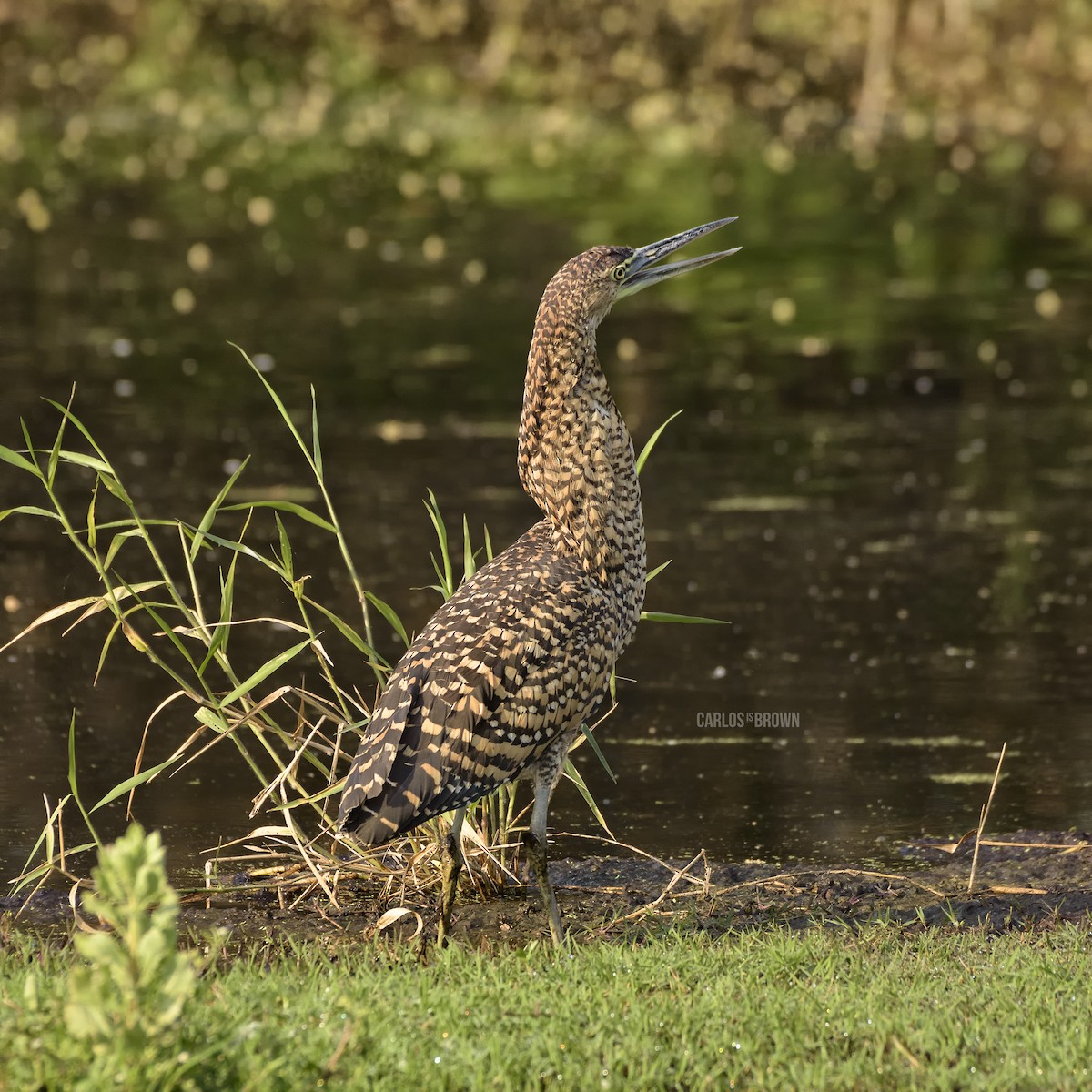 Bare-throated Tiger-Heron - ML155983331