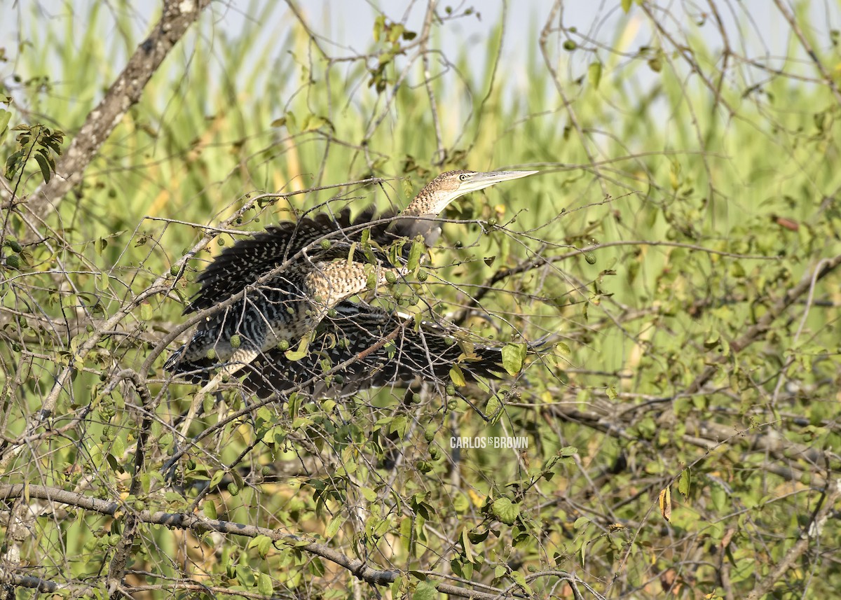 Bare-throated Tiger-Heron - ML155983341