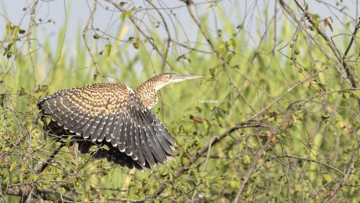 Bare-throated Tiger-Heron - ML155983351