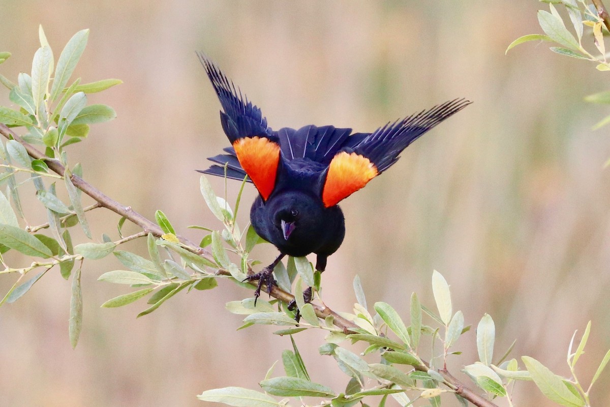 Red-winged Blackbird - ML155983481