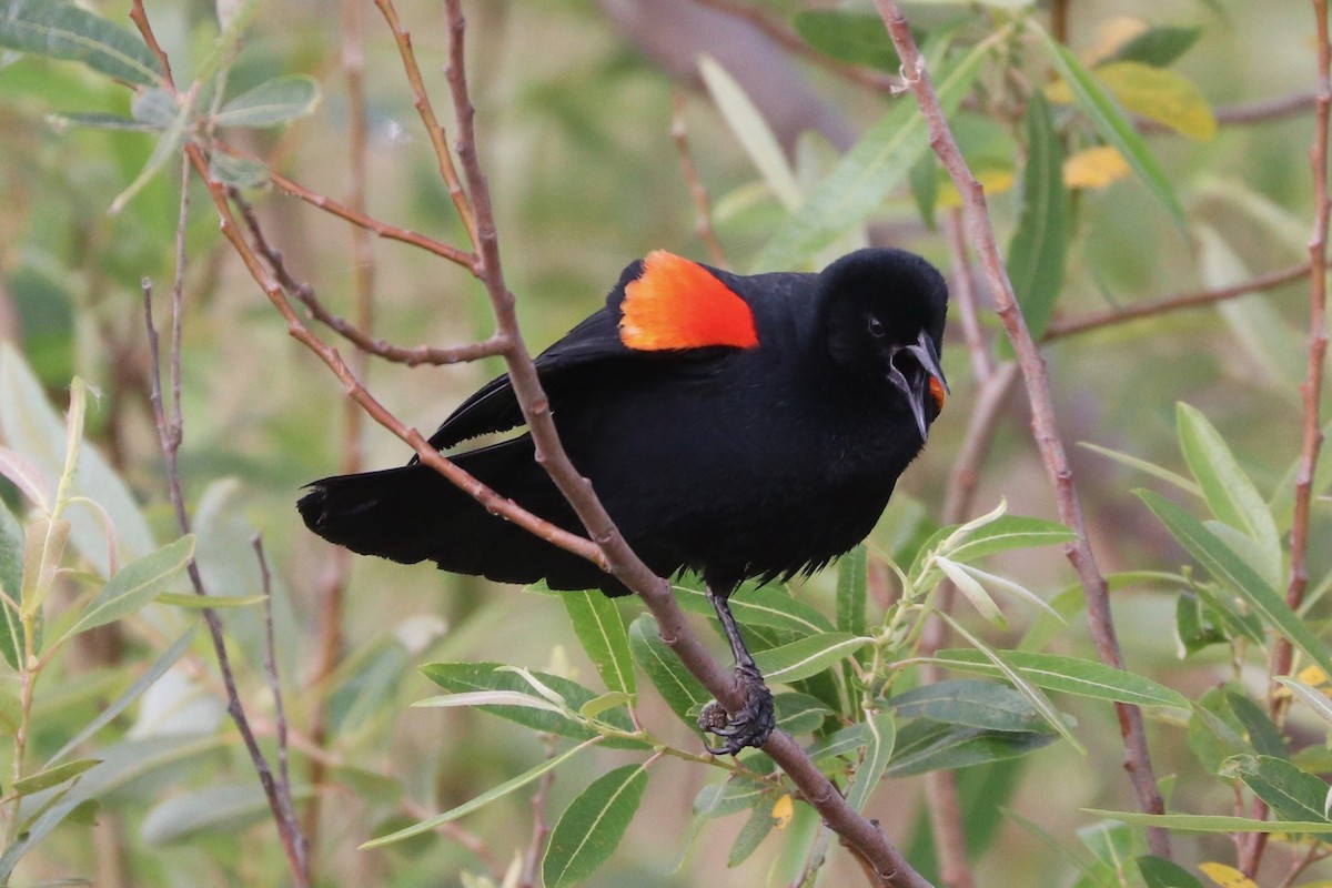 Red-winged Blackbird - ML155983531