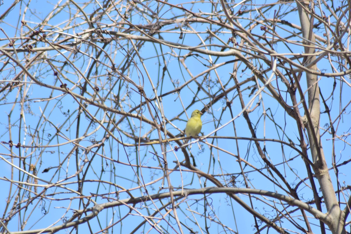American Goldfinch - ML155984161