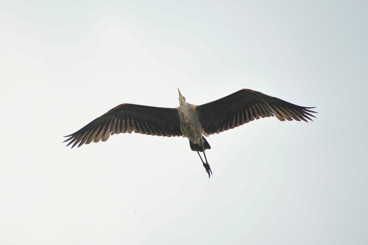 Great Blue Heron - ML155985101