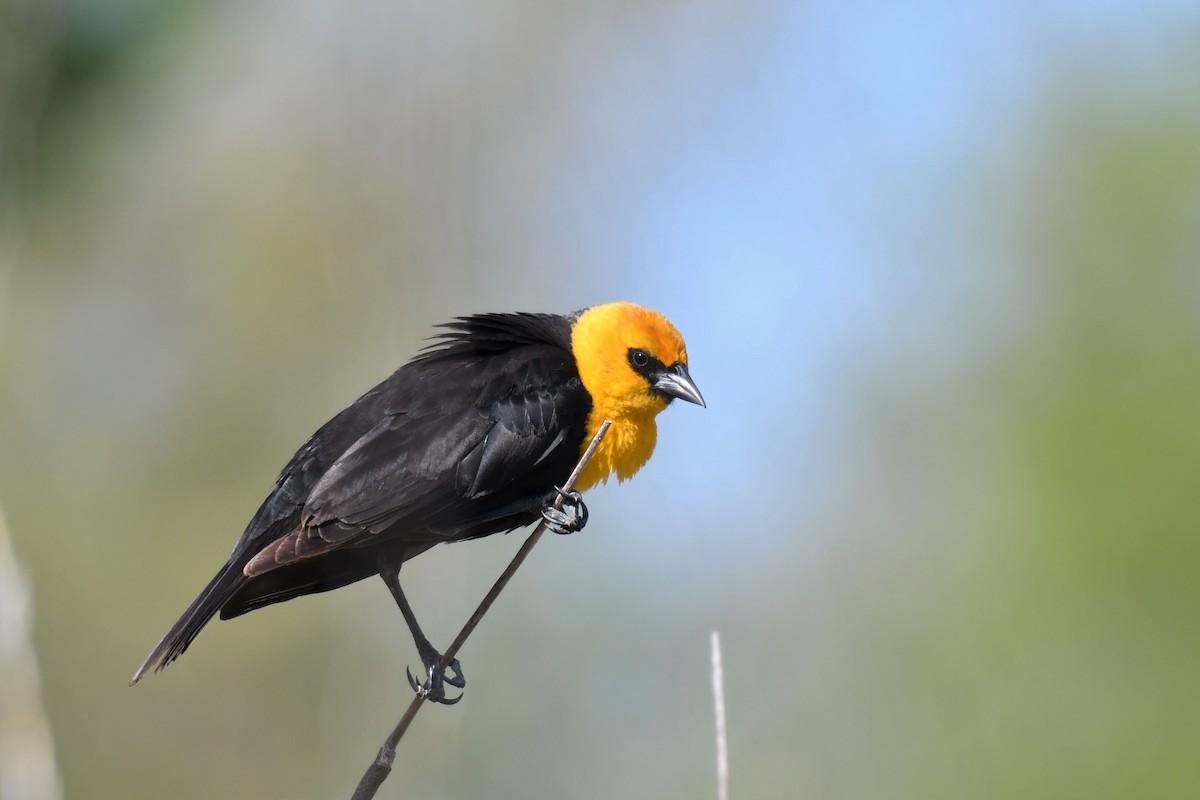 Yellow-headed Blackbird - Ian Hearn