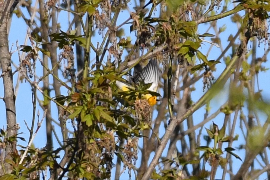 Prothonotary Warbler - ML155987301
