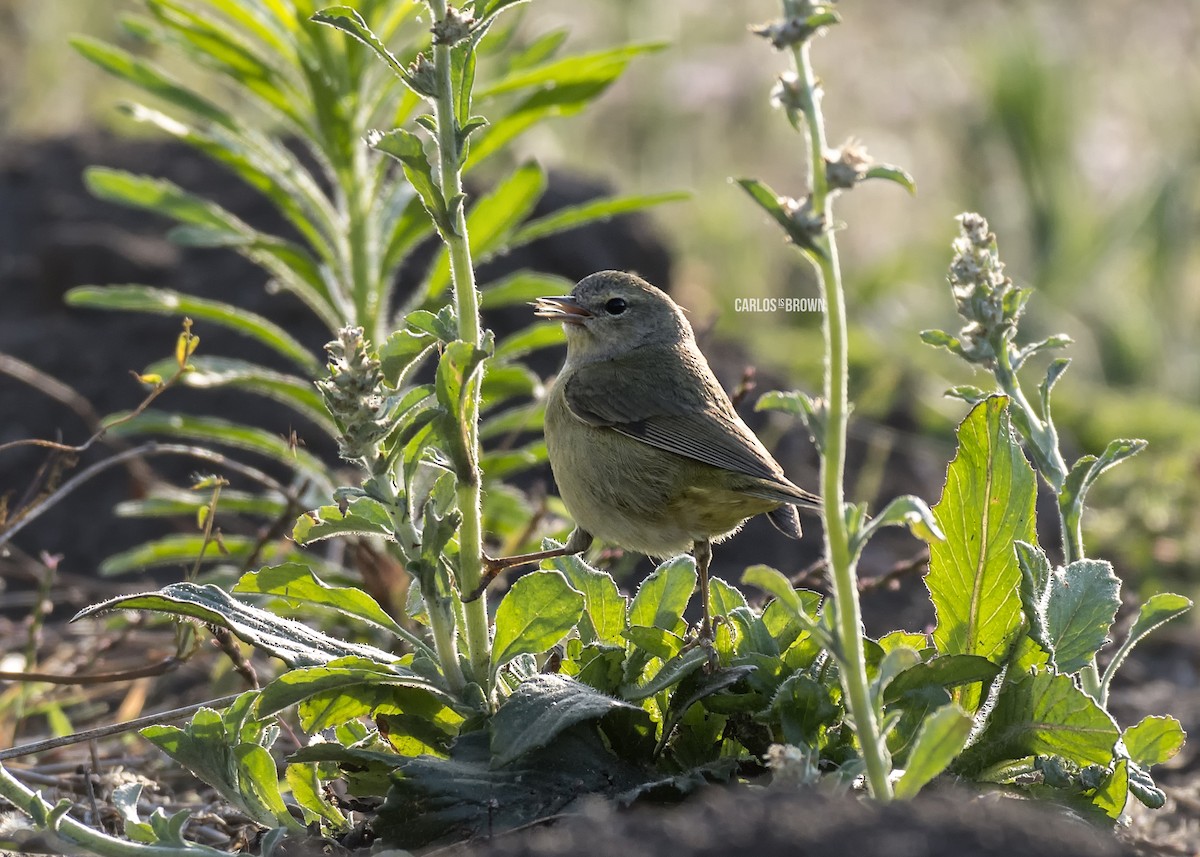 Orange-crowned Warbler - ML155987861