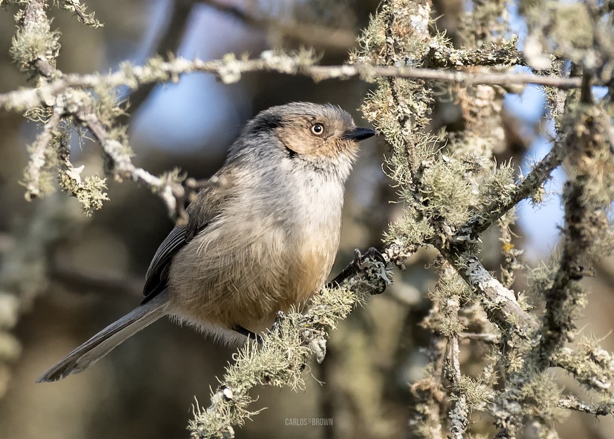 Bushtit - ML155988211