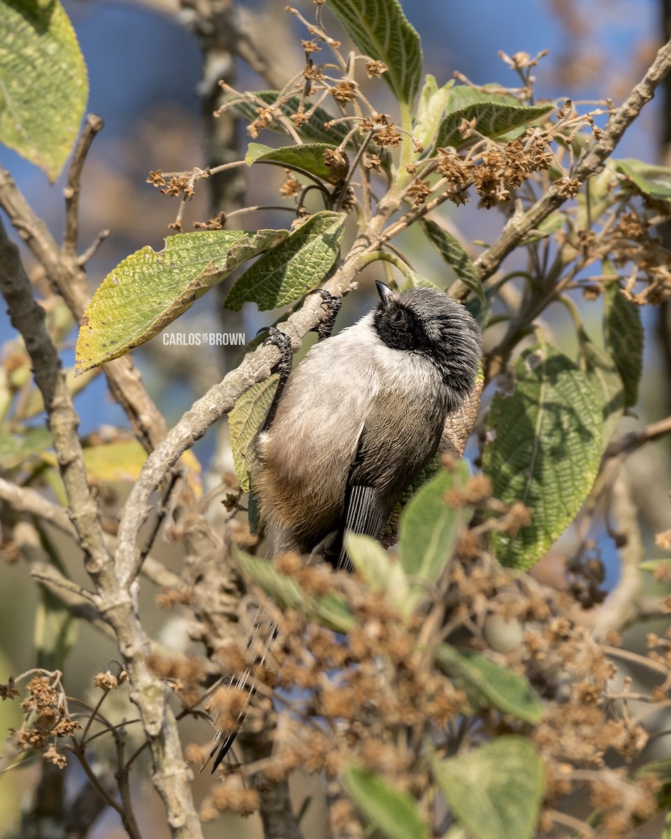 Bushtit - ML155988241