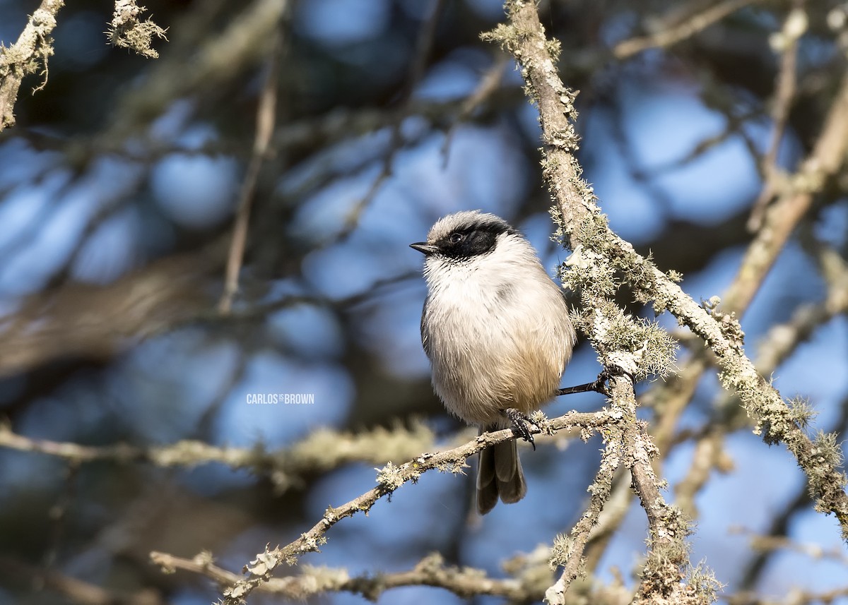 Bushtit - ML155988251