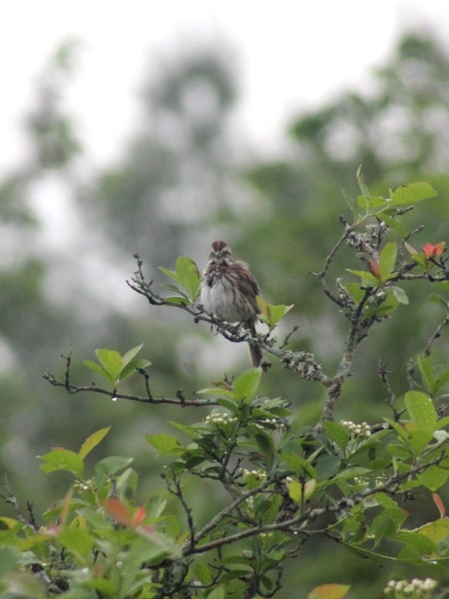 Song Sparrow - Autumn Costelle