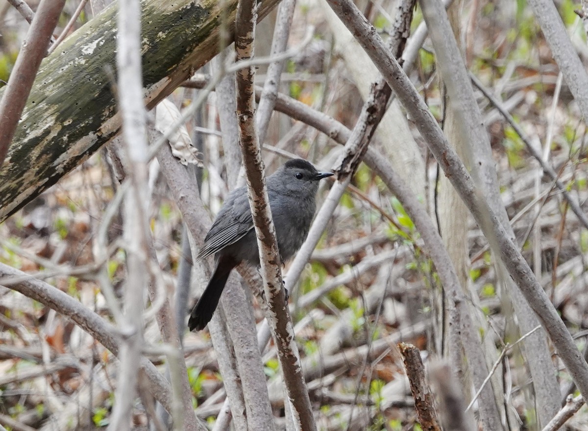 Gray Catbird - ML155990081