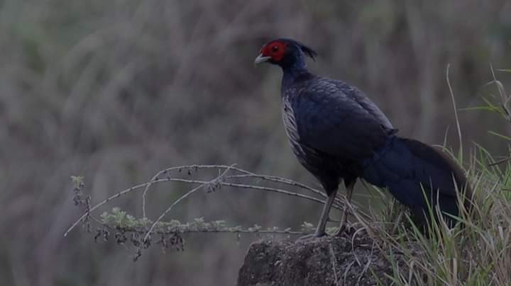 Kalij Pheasant - Leki Wangdi