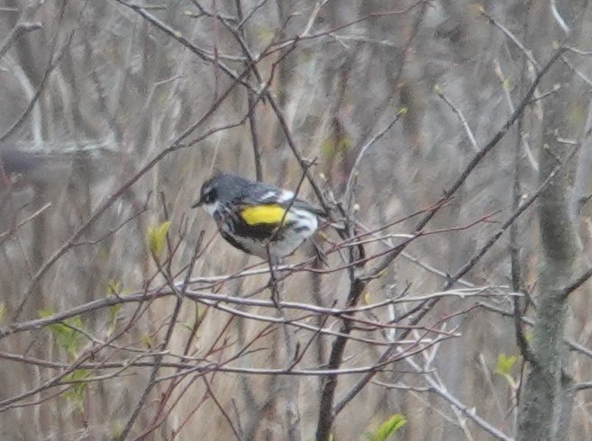 Yellow-rumped Warbler - ML155990151