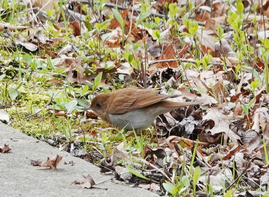 Veery - ML155990241