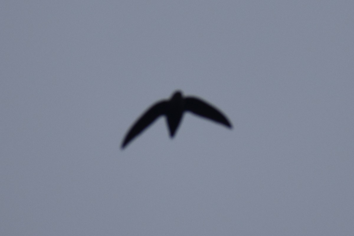 Chimney Swift - ML155991061