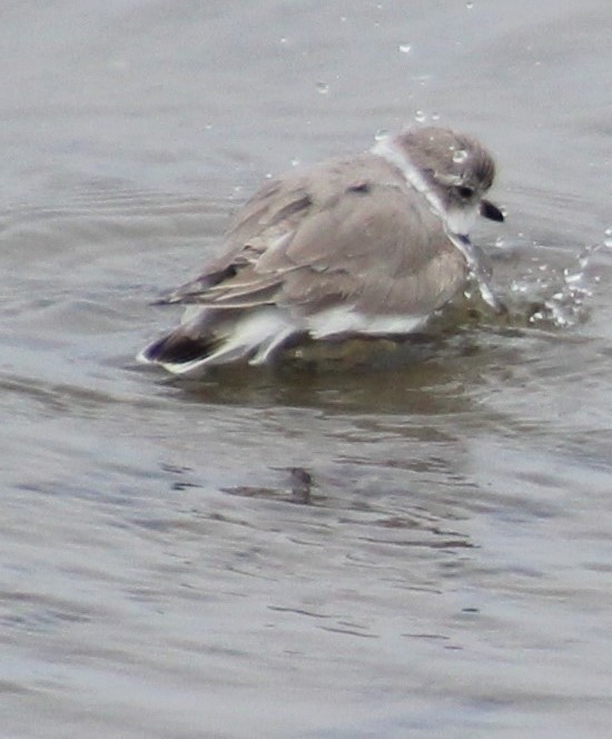 Piping Plover - ML155991911