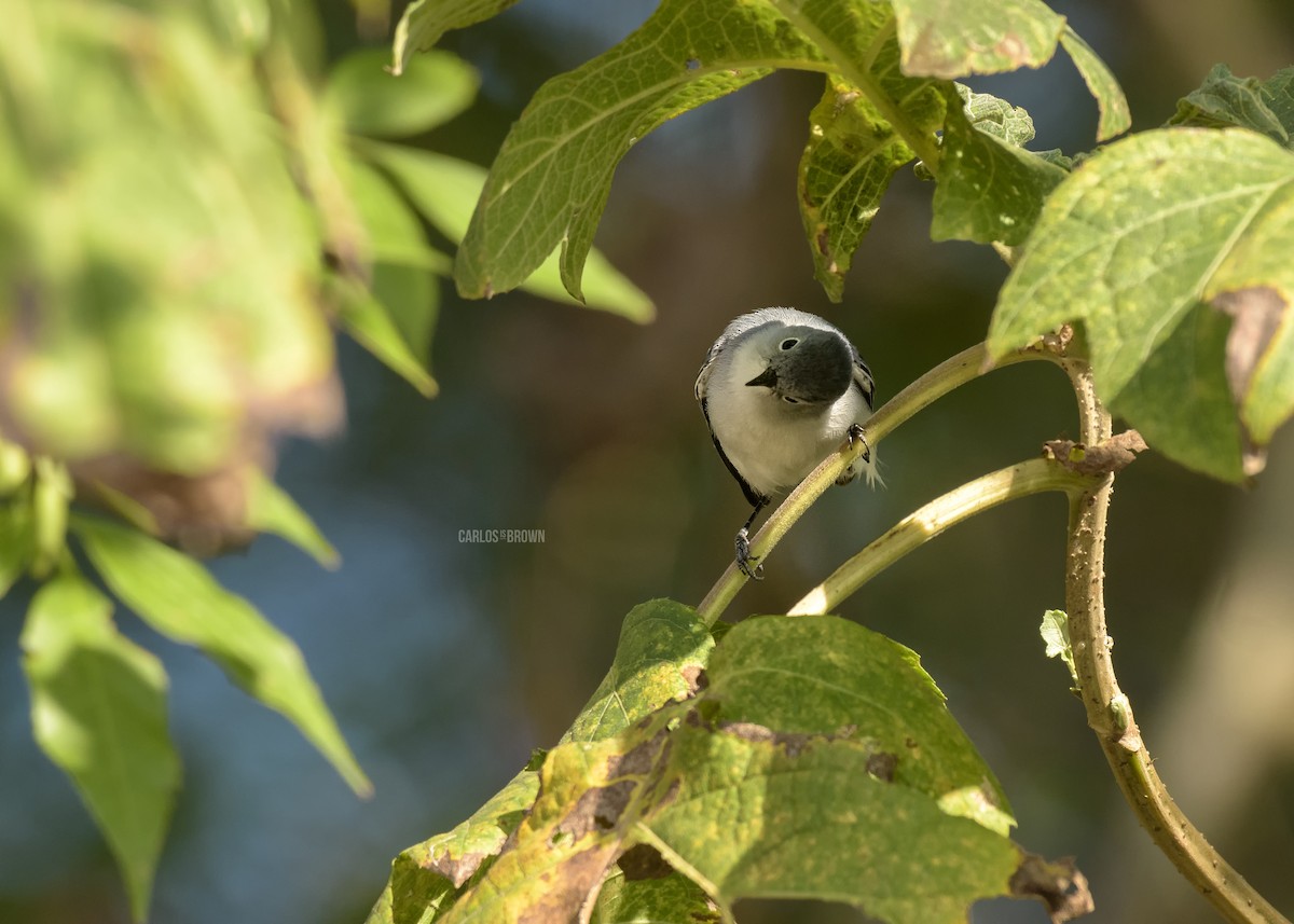 Blue-gray Gnatcatcher - ML155991921
