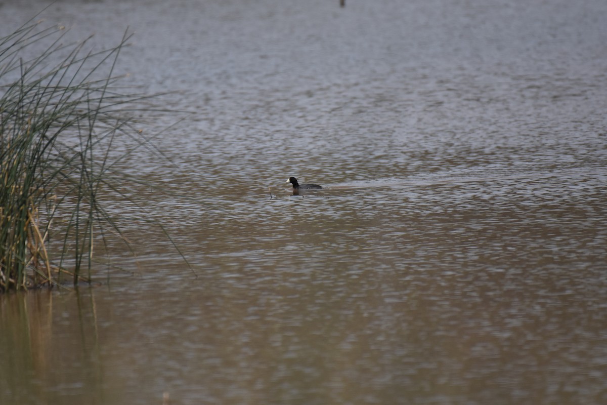 American Coot - ML155992421