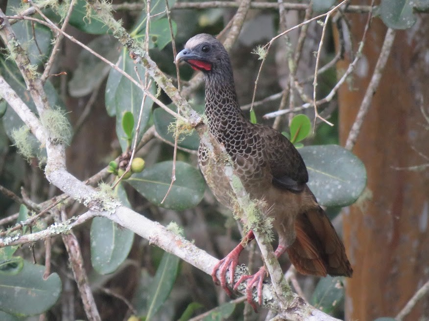 Colombian Chachalaca - ML155992661