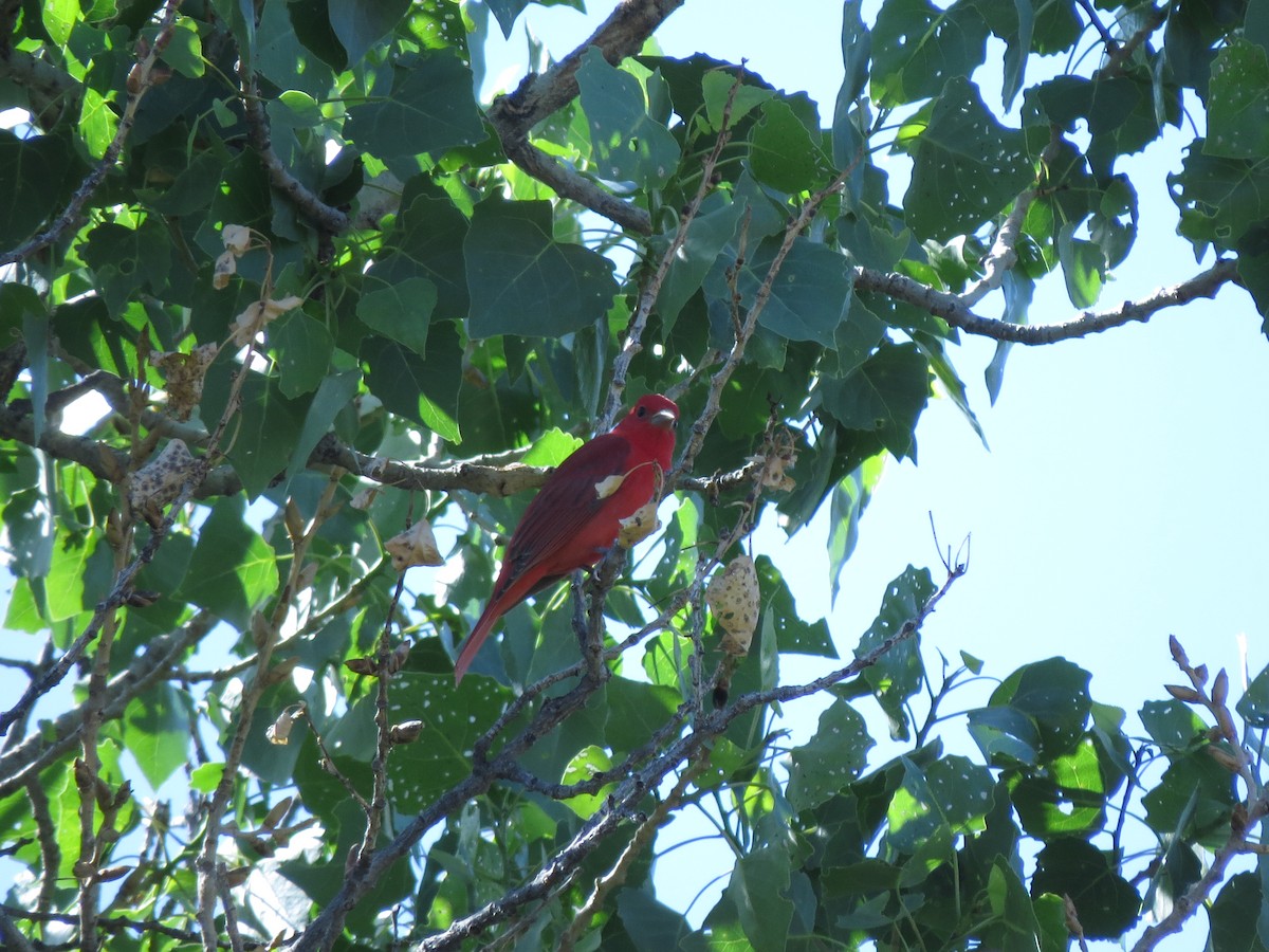 Piranga Roja - ML155992961