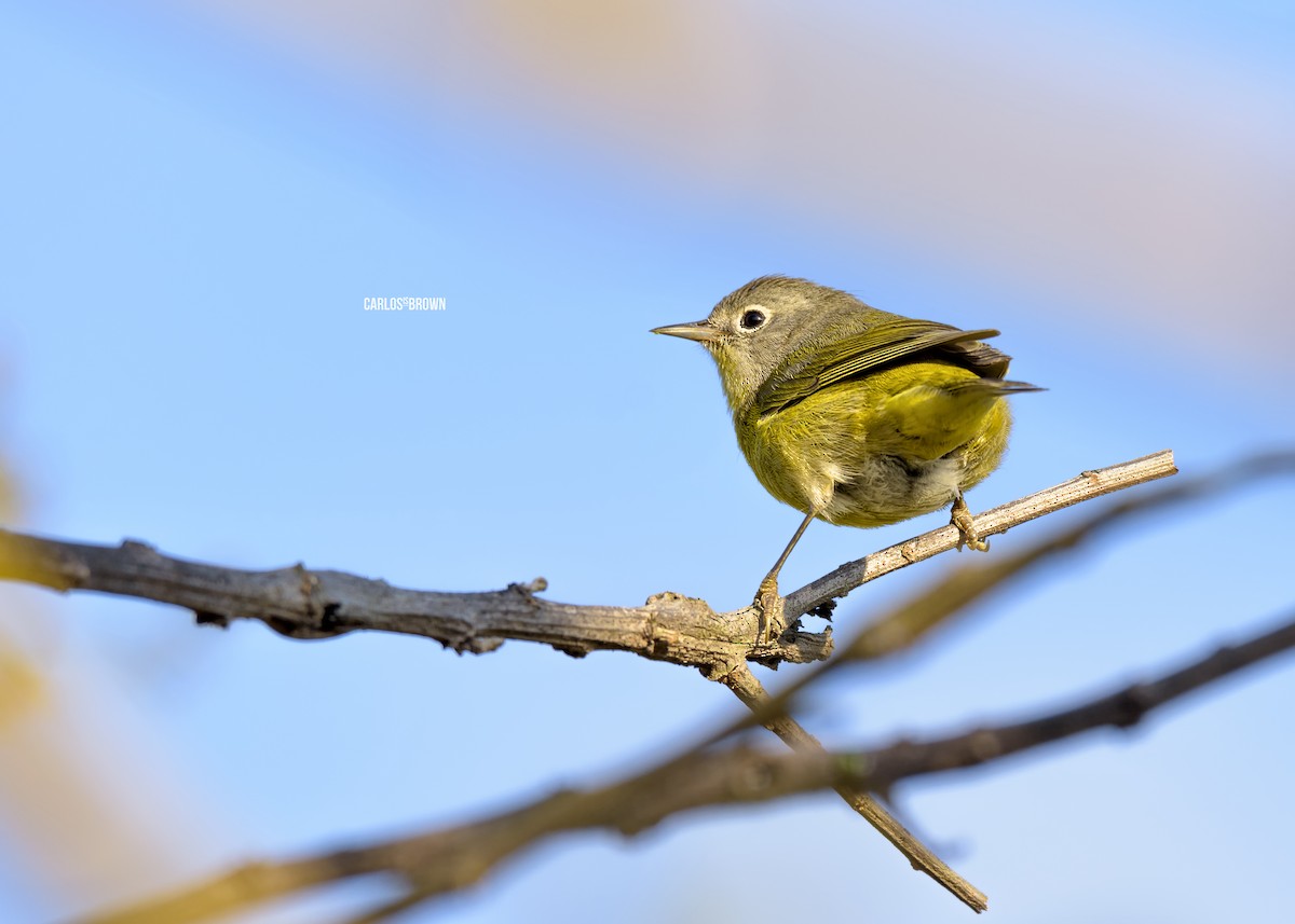 Nashville Warbler - ML155993121