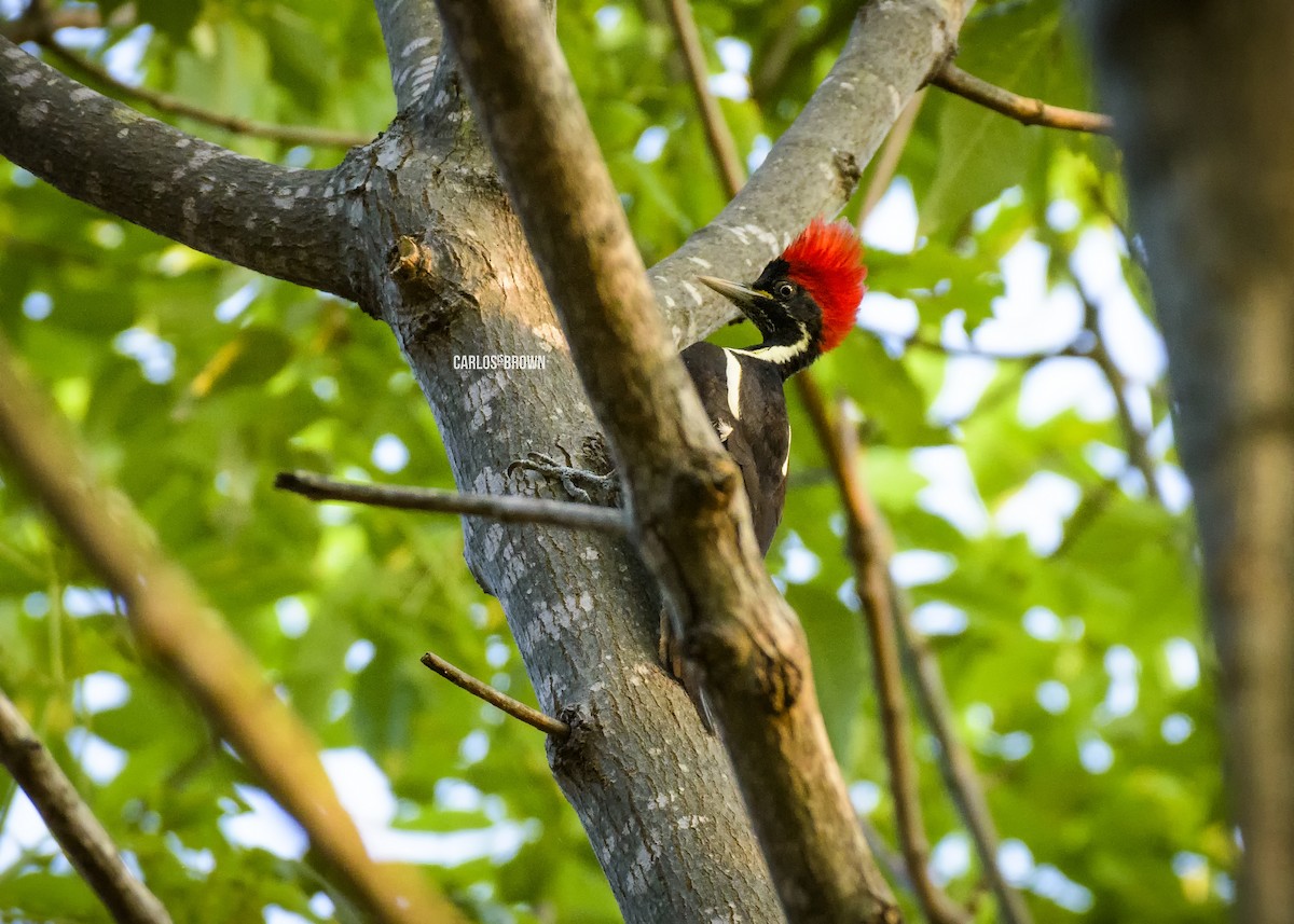 Lineated Woodpecker - Carlos García