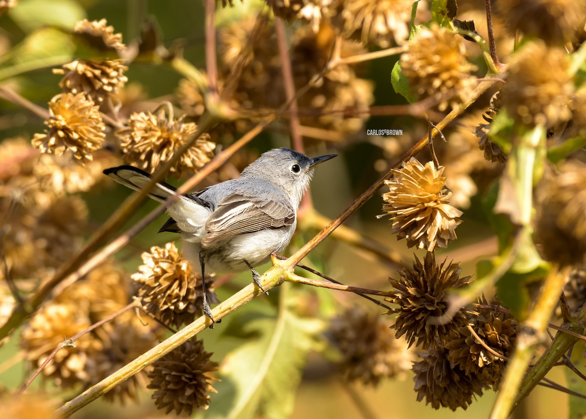 Blue-gray Gnatcatcher - ML155993921