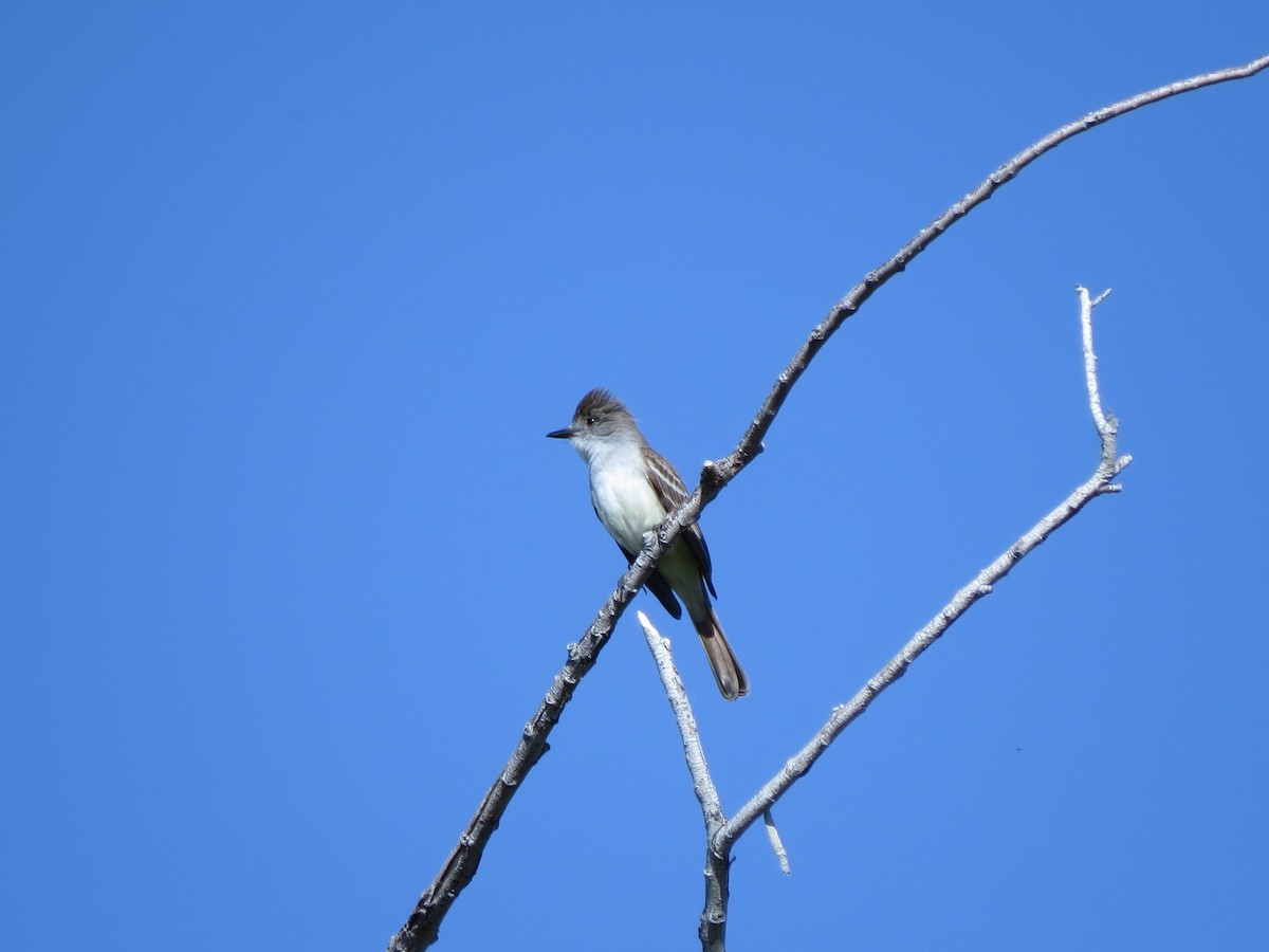 Ash-throated Flycatcher - Sud Menon