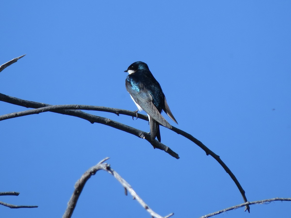 Tree Swallow - Sud Menon