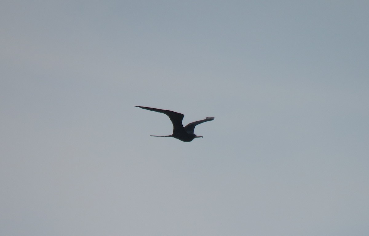 Magnificent Frigatebird - ML155996431