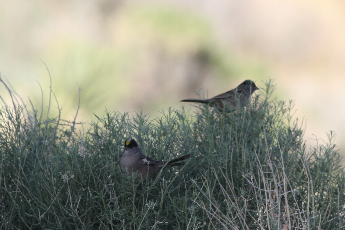 Golden-crowned Sparrow - ML155996681