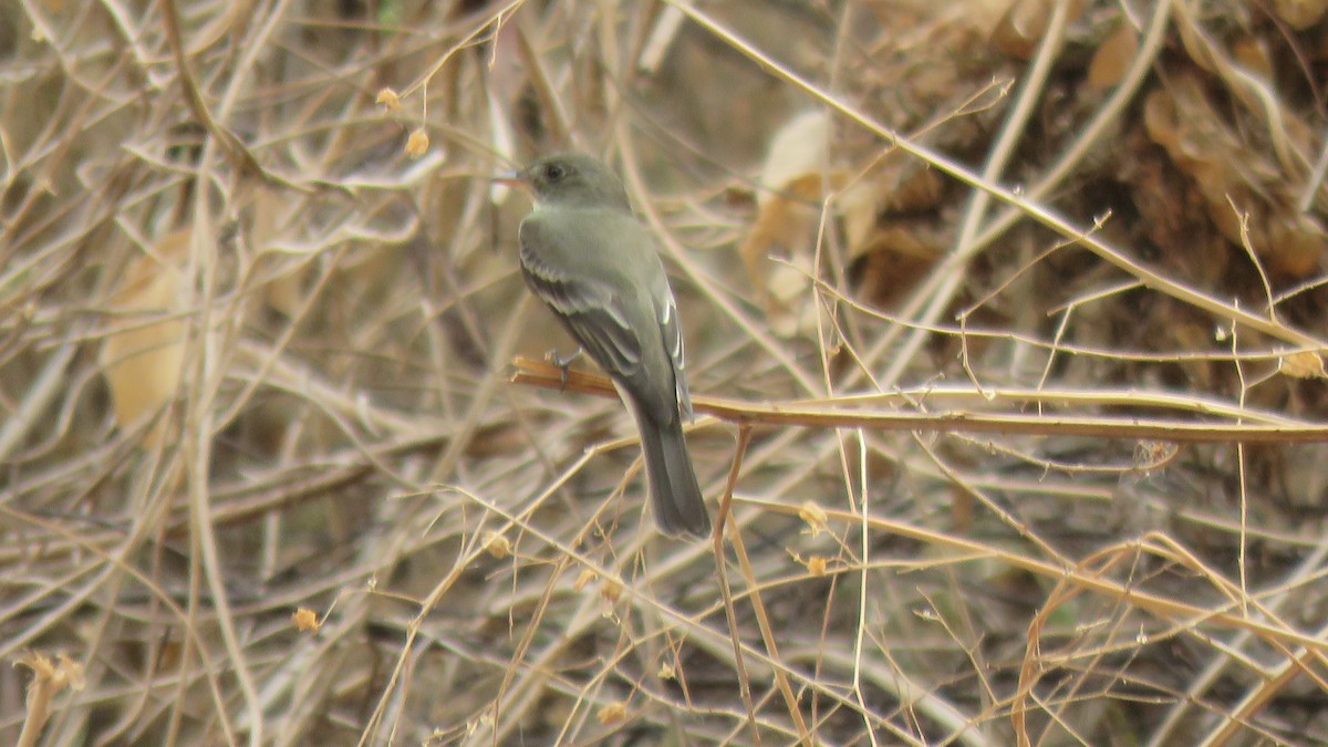 חטפית Empidonax בלתי-מזוהה - ML155996721