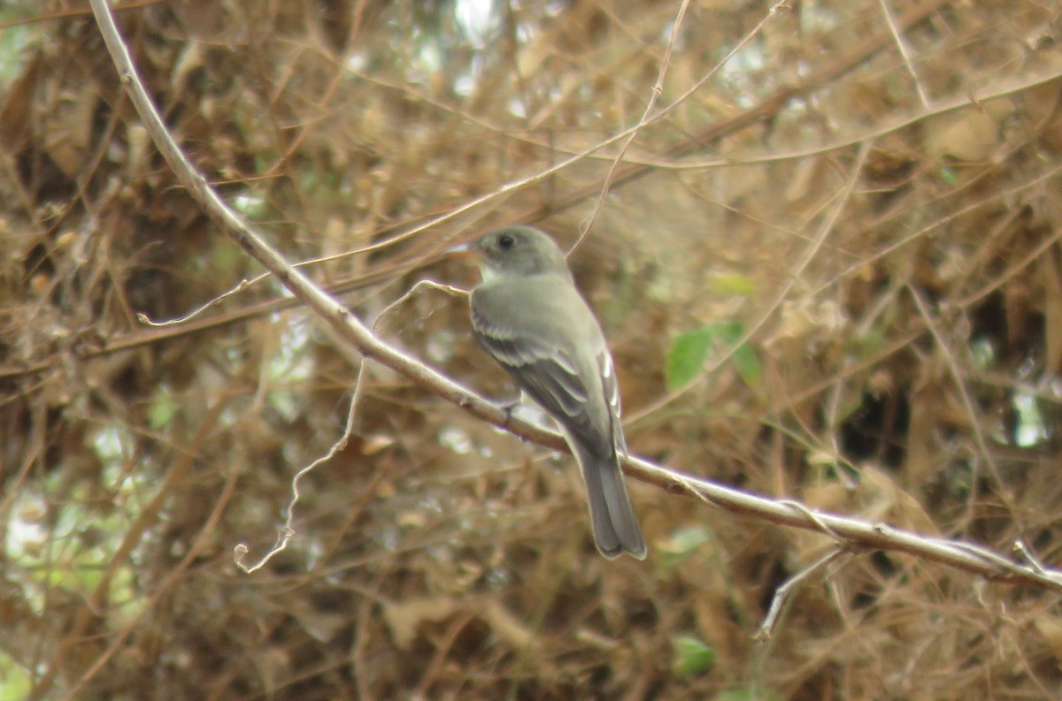 Mosquero sp. (Empidonax sp.) - ML155996811