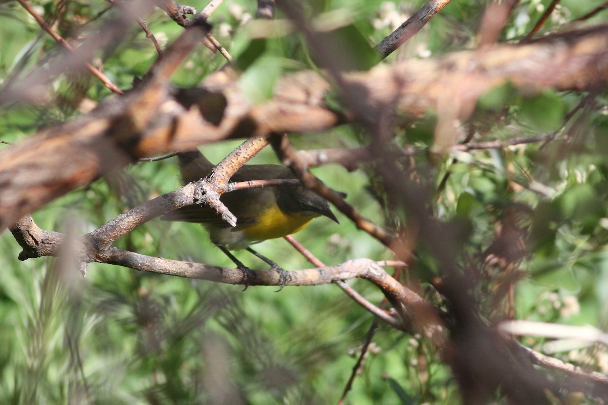 Yellow-breasted Chat - ML155997051