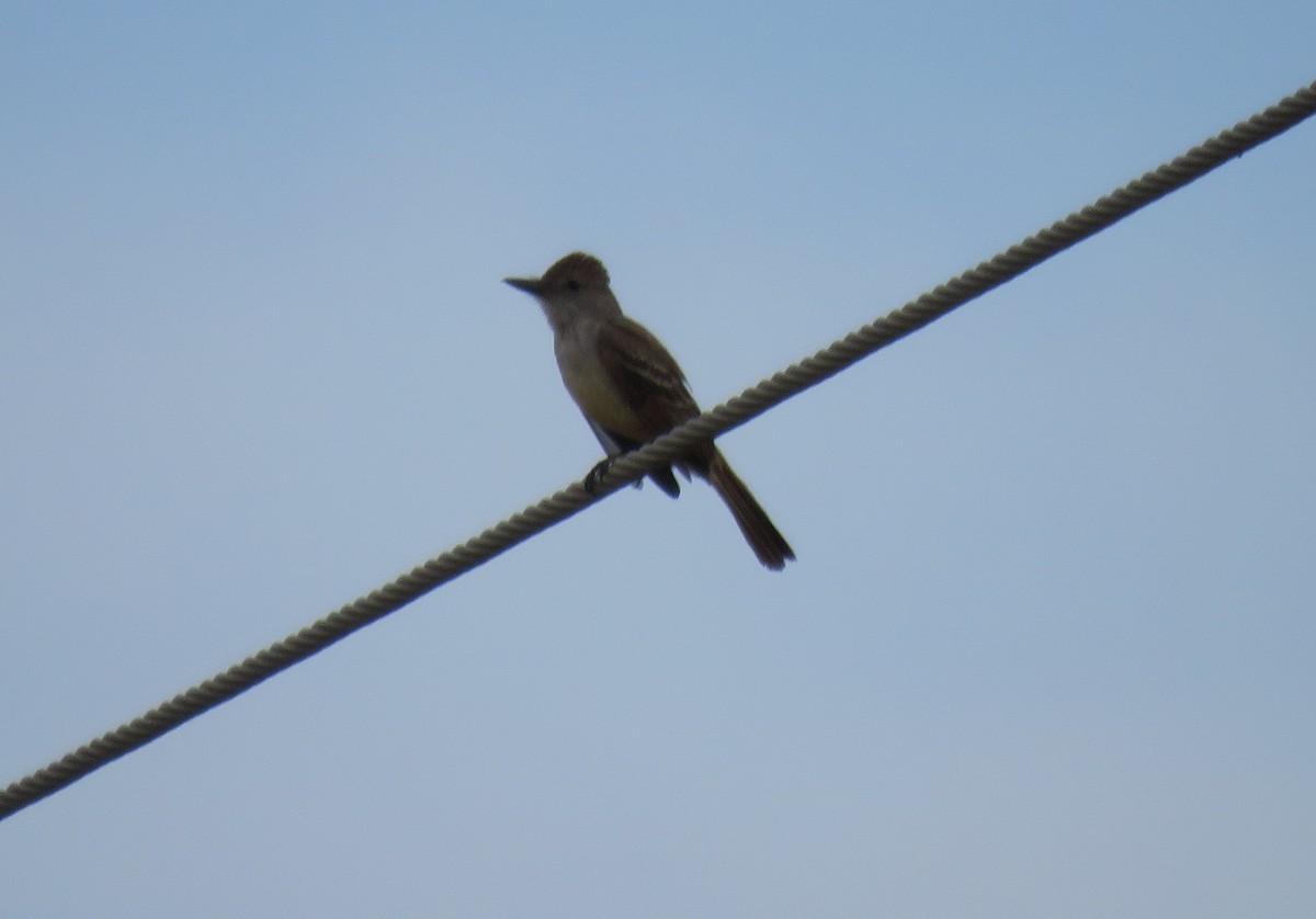 Brown-crested Flycatcher - ML155997141