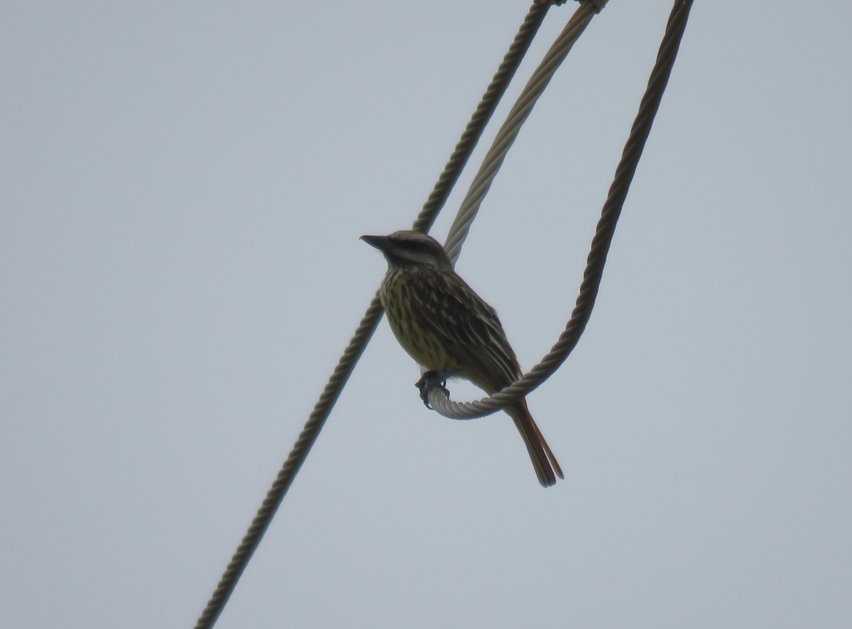 Sulphur-bellied Flycatcher - Jessie Stuebner