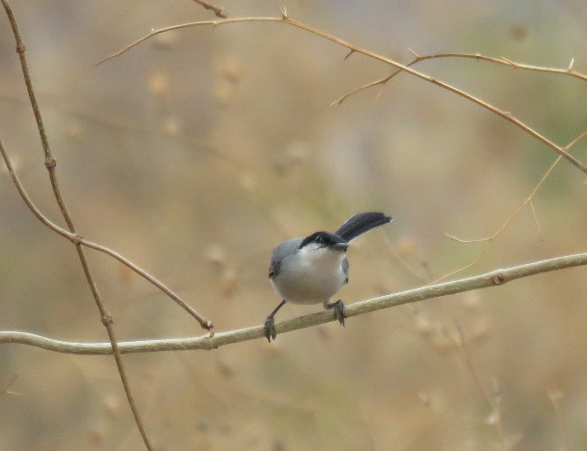 White-lored Gnatcatcher - ML155997511