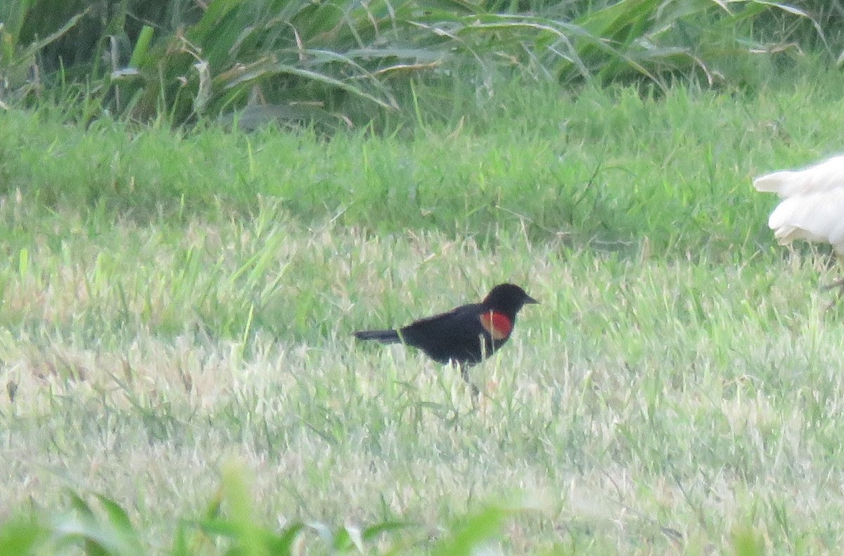 Red-winged Blackbird - Jessie Stuebner