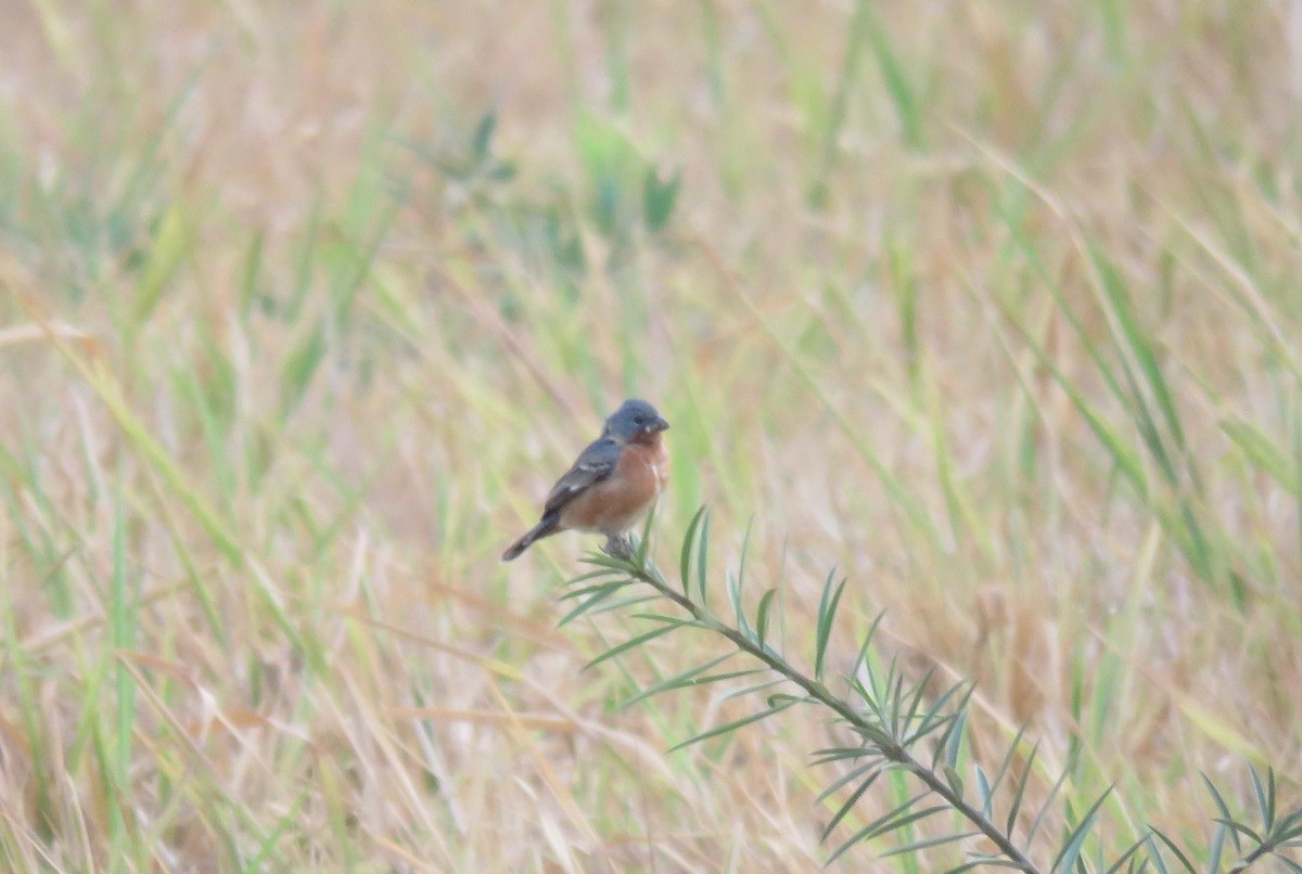 Ruddy-breasted Seedeater - ML155997861