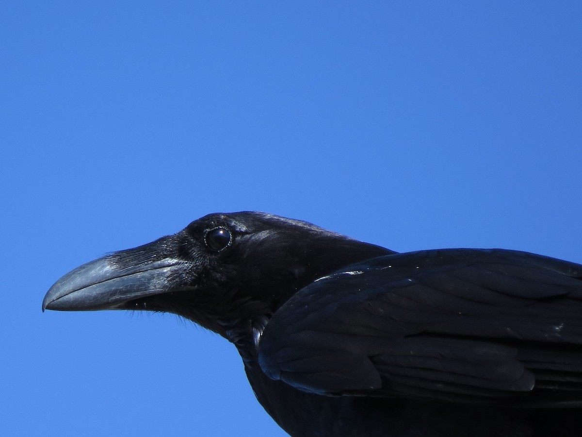 Common Raven - ML155997951