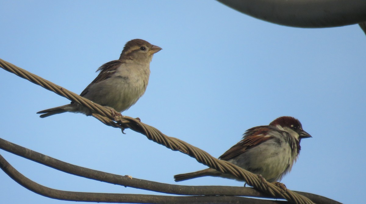 House Sparrow - ML155998131