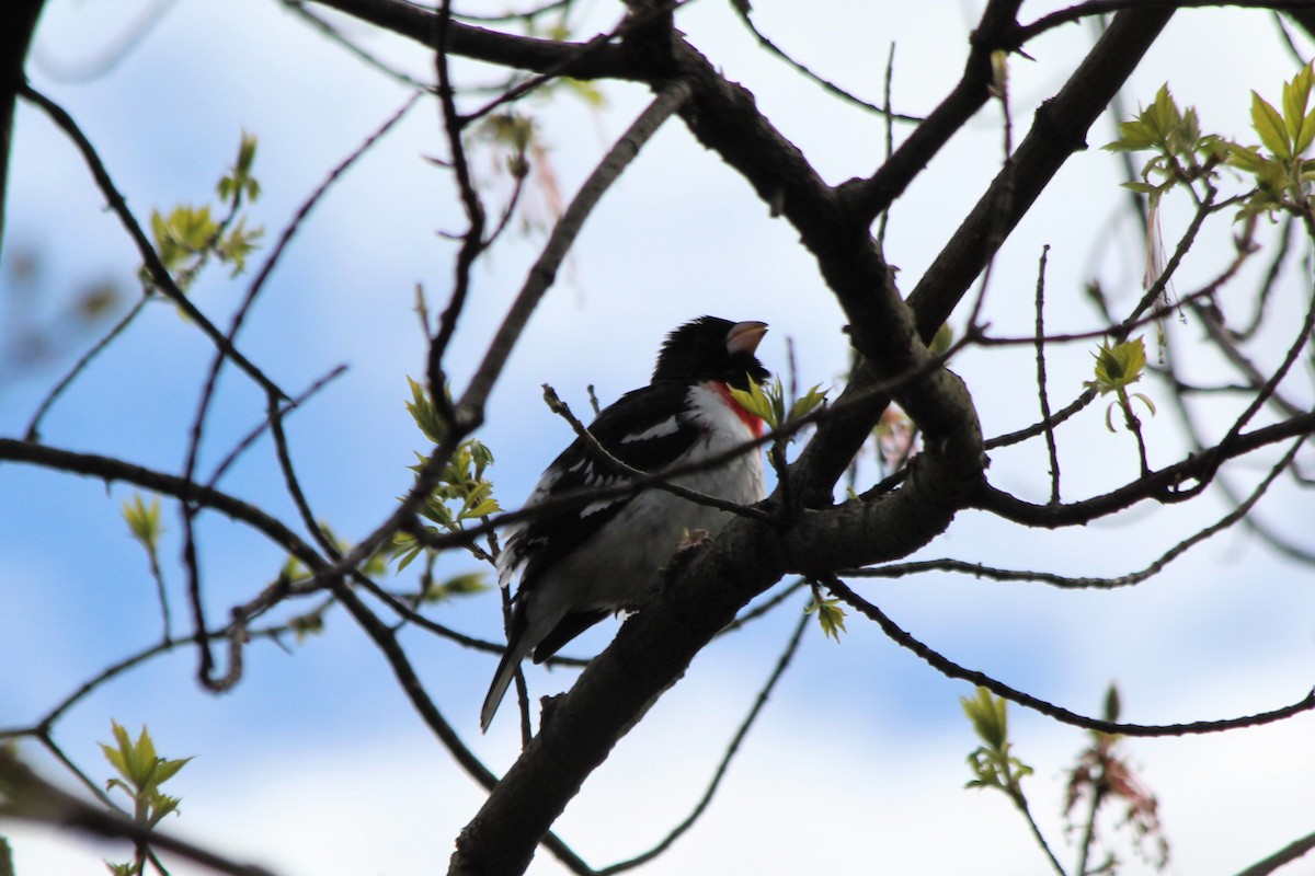 Rose-breasted Grosbeak - ML155998951