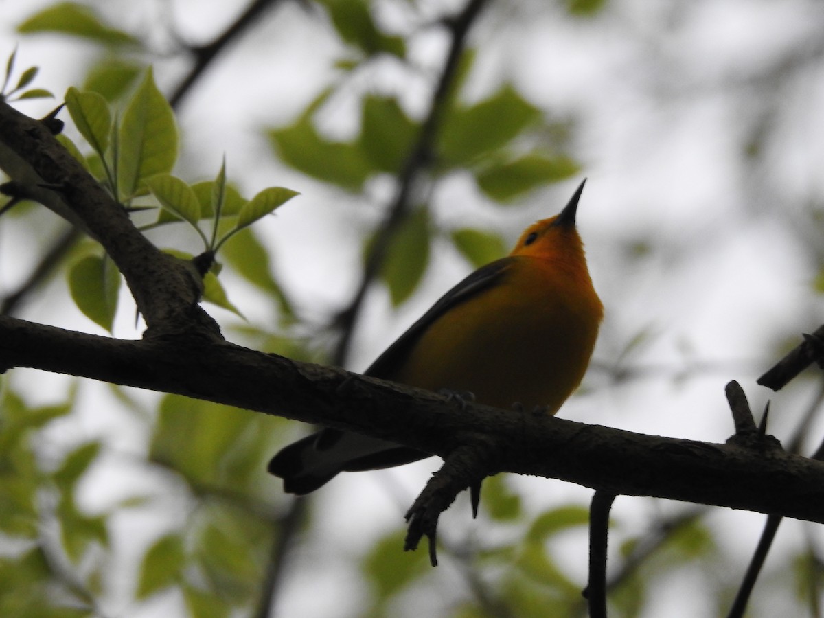 Prothonotary Warbler - ML155999581