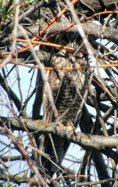 Long-eared Owl - ML155999791