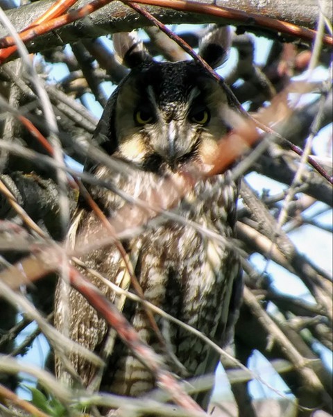 Long-eared Owl - ML155999991