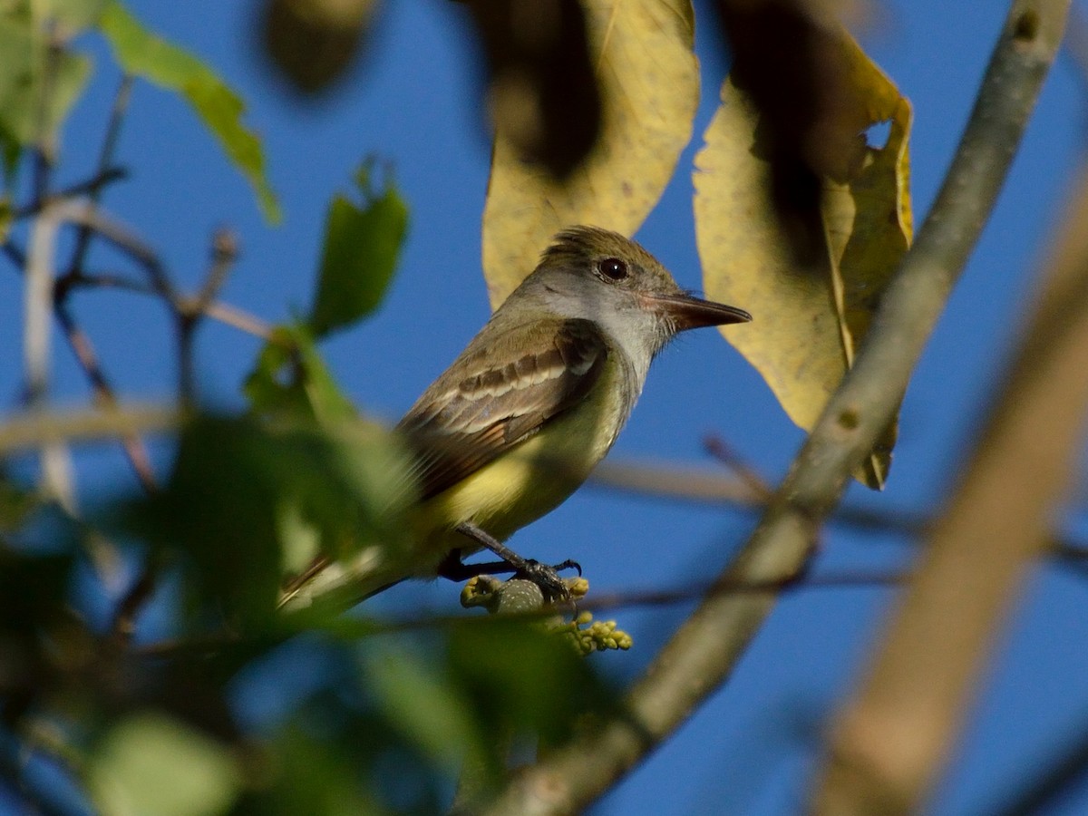 Great Crested Flycatcher - ML156000621