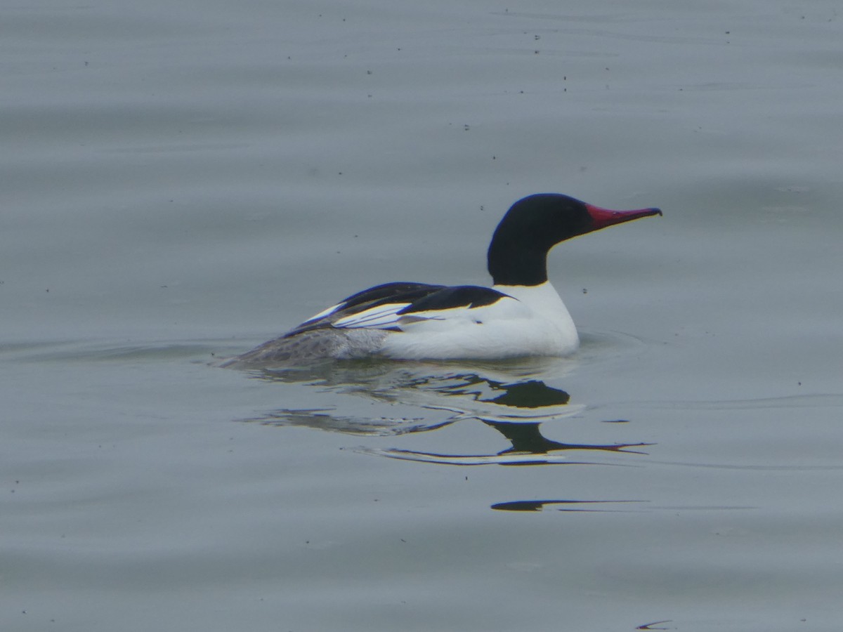 Common Merganser - ML156001521