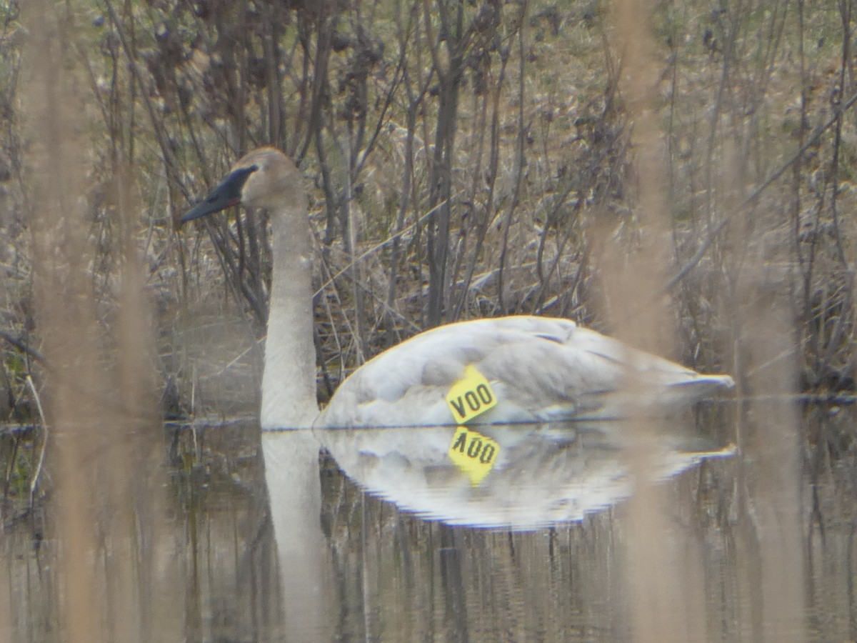 Trumpeter Swan - ML156002261